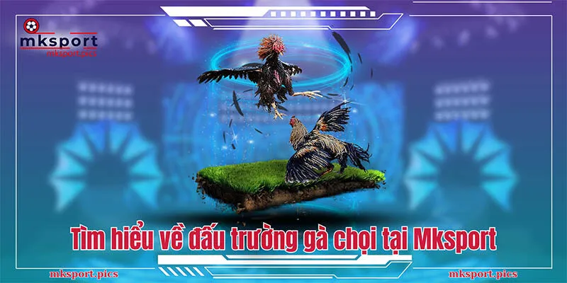 Đấu Trường Gà Chọi - Bùng Nổ Cảm Xúc Cùng Mksport  Tìm hiểu về đấu trường gà chọi tại Mksport