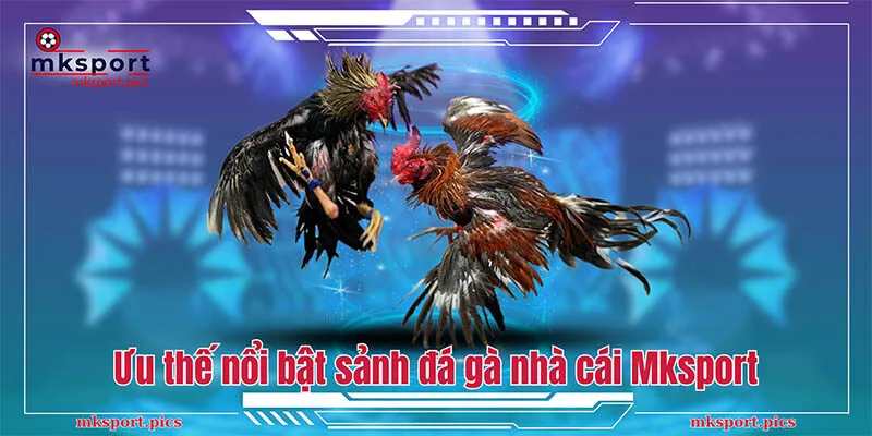 Đấu Trường Gà Chọi - Bùng Nổ Cảm Xúc Cùng Mksport  Ưu thế nổi bật đến từ sảnh đá gà của nhà cái Mksport